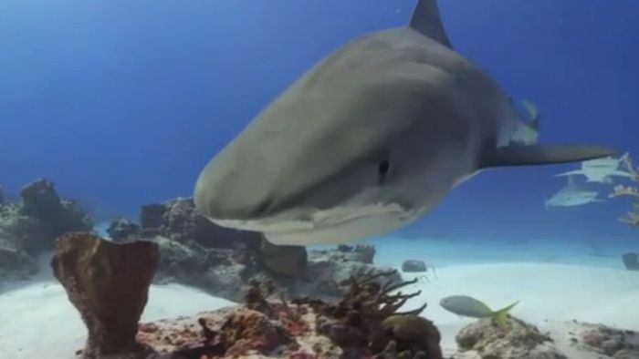 Gefährliches Shooting: Jagd nach dem perfekten Hai-Foto