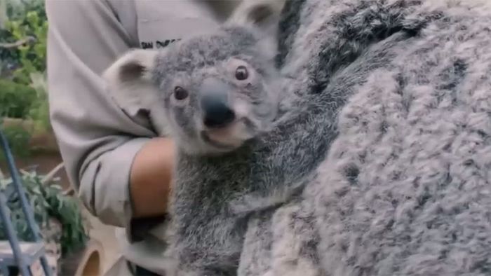 Putzig! Baby-Koala kommt zur Untersuchung