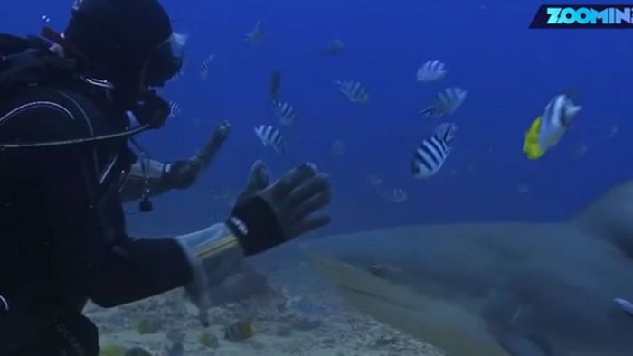 Raubtier-Lunch: So füttert man einen Hai per Hand