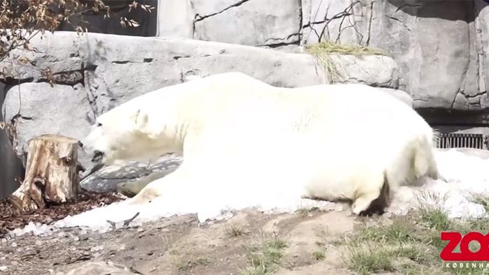 Erfrischung: Eisbären genießen eine Tonne Festival-Eis