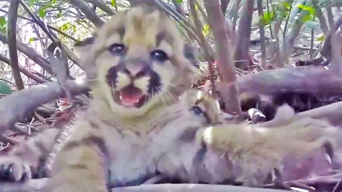 Seltene Aufnahmen - Puma-Babies in freier Wildbahn