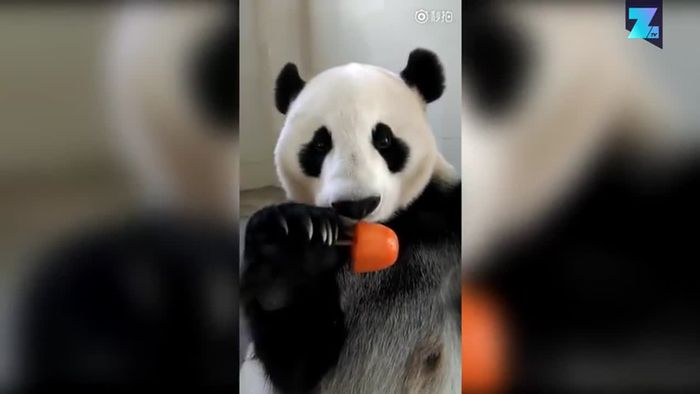 Gaumenschmaus: Panda lässt sich Eis am Stiel schmecken