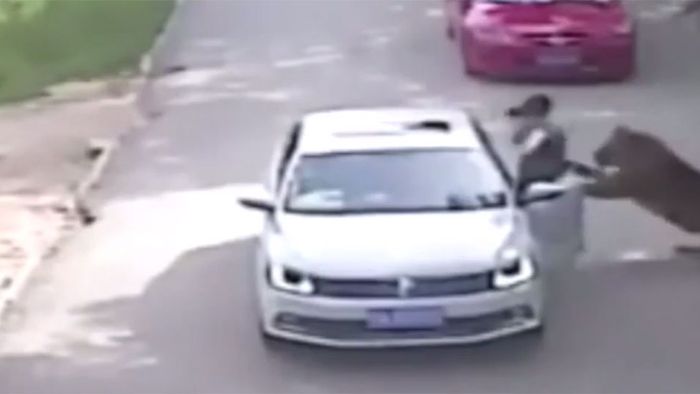Tod im Safari-Park: Frau wird von Tiger zerfleischt
