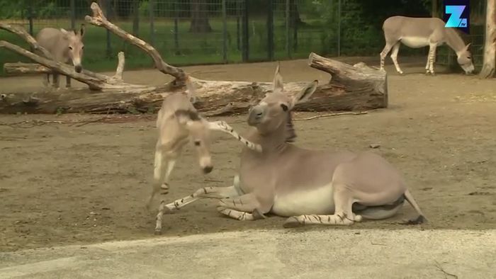 Stuttgart: Zotteliger Eselnachwuchs bereichert Zoo