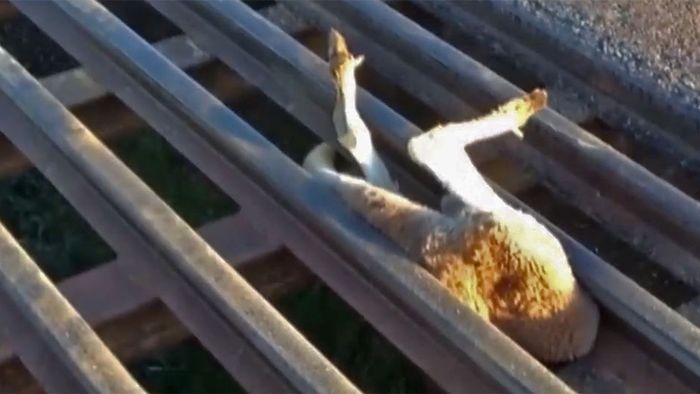 In der Falle: Känguru steckt in Bodenrost fest