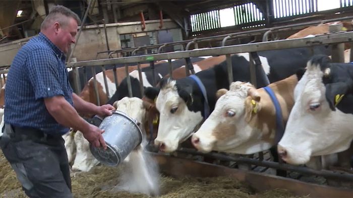 "Wundertiere": Kühe geben lactosefreie Milch "Wundertiere": Kühe geben lactosefreie Milch