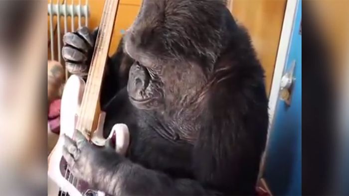 Musiker begeistert: Gorilla spielt seinen Bass