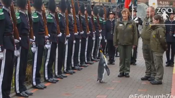 Tierische Ehre: Pinguin wird Brigadegeneral