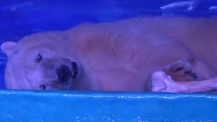 Tragisch: Der traurigste Polarbär der Welt