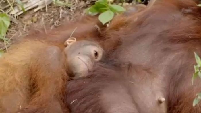 Fast verhungert: Helfer retten Orang-Utan mit Baby
