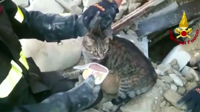 Italien: Entkräftete Katze aus Trümmern gerettet