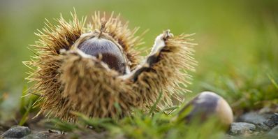 Wann Beginnt Der Herbst Im Garten Wetter Com