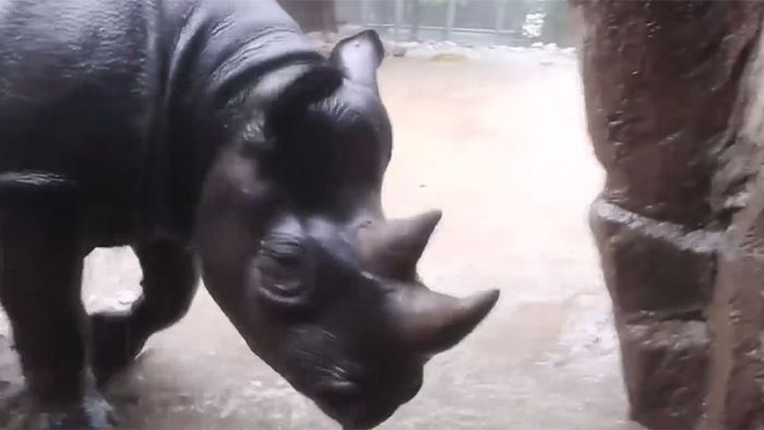 Regen und Matsch egal: Nashorn gibt Gas