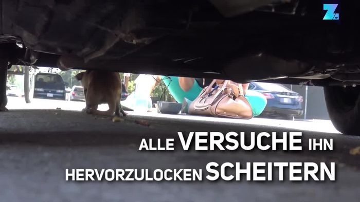 Starr vor Angst: Kleiner Hund steckt unter Auto fest