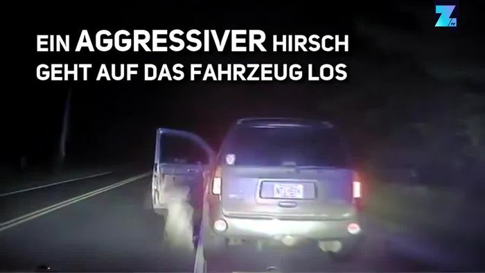 Gruseliges Dashcam-Video: Hirsch greift Auto an