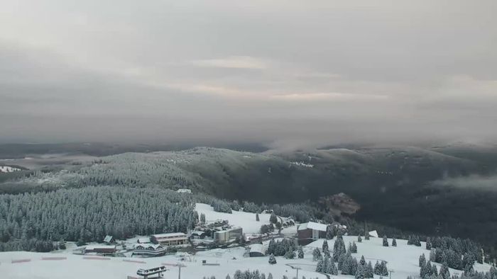 Erster Wintergruß im Schwarzwald