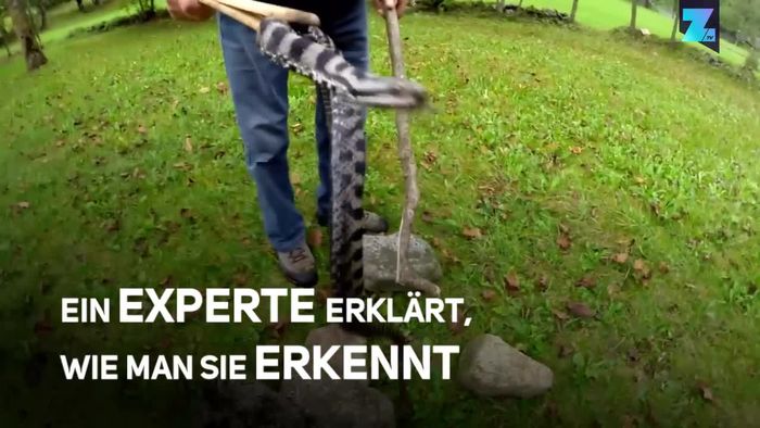 Europas Giftschlangen: So erkennt man eine Viper