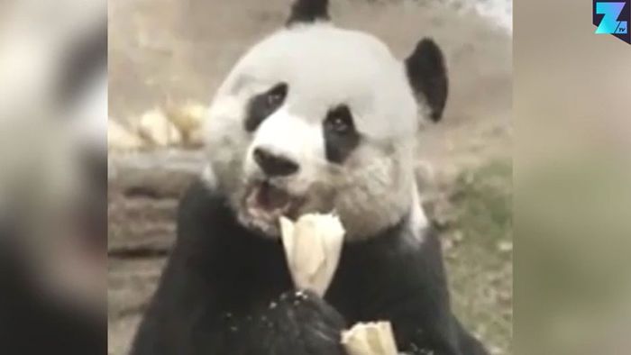 Ältester Panda tot: 38-jährige Bärendame eingeschläfert