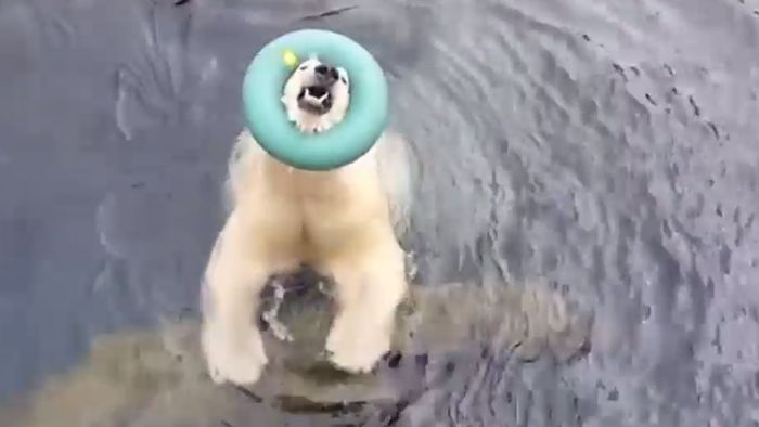 Ausgewachsener Eisbär spielt mit Gummi-Ring