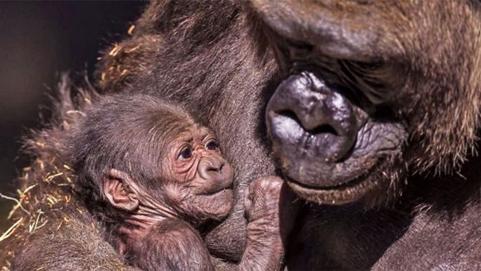 Süß: Gorilla-Nachwuchs im Zoo von San Diego