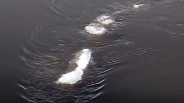 Echt oder nicht? Video zeigt Ungeheuer im Eis