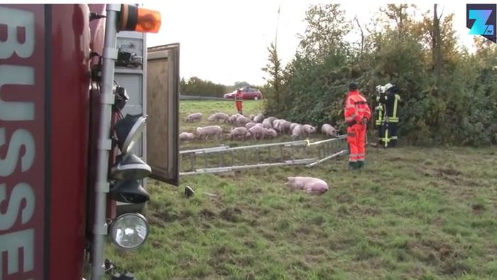 Tiertransporter umgekippt: Ferkel erobern A1