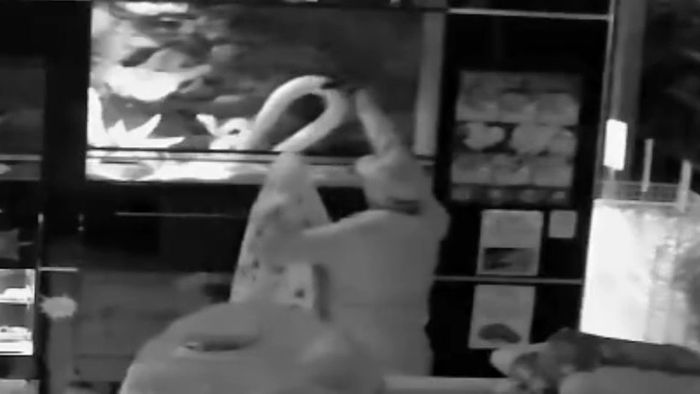Reptiliendieb: Einbrecher klaut 8 Schlangen