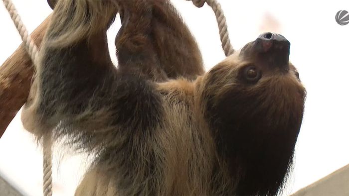 Ups! Faultier fällt Zoobesucher auf den Kopf Ups! Faultier fällt Zoobesucher auf den Kopf