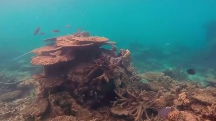 Great Barrier Reef in höchster Gefahr