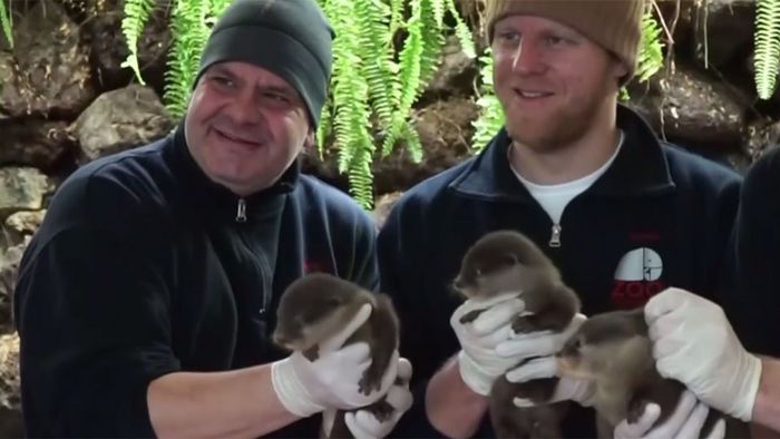 Nachwuchs im Zoo Osnabrück: 3 süße Otterbabys