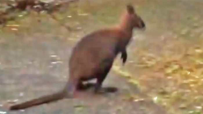 Ausgebüxt: Känguru Speedy hüpft durch Münster