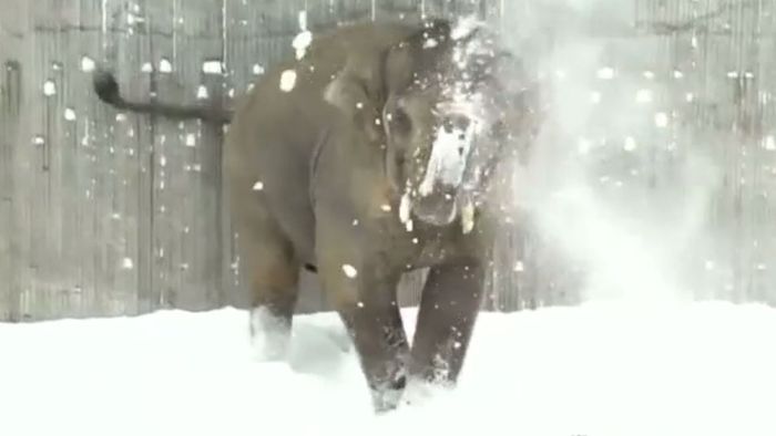 Zu süß: Zootiere feiern den ersten Schnee