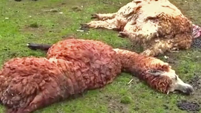 Peru: 180.000 tote Alpakas durch Dürre und Kälte