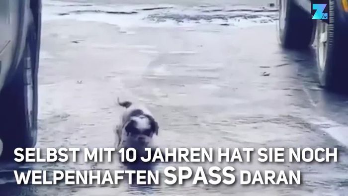 Niedliche Rutschpartie: Hündchen scheitert an Eisglätte