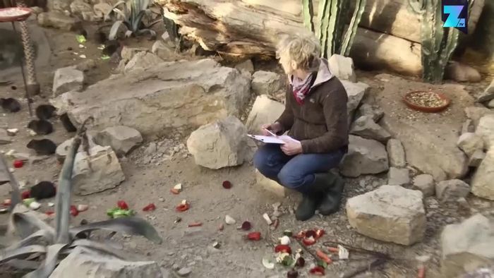 Tierische Inventur: Zoo Osnabrück zählt Schützlinge