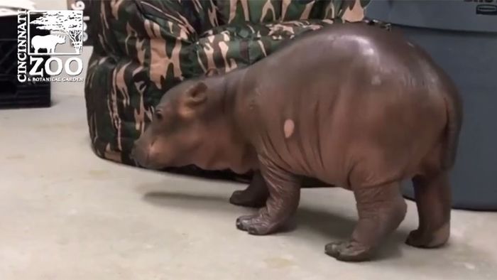 Tapsig und süß: Baby-Hippo macht erste Schritte