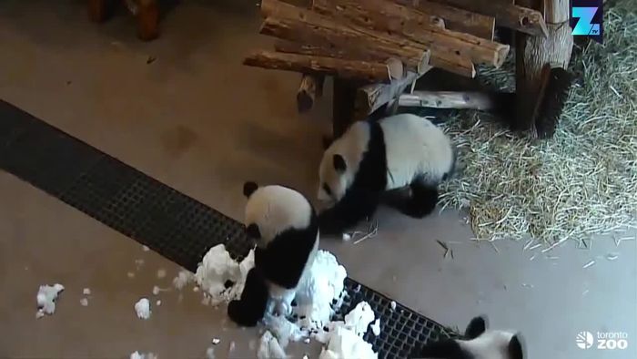 Niedlich: Panda auf der Suche nach Spielkamerad