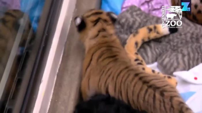Knuddel-Kindermädchen: Ein Hund zieht Tigerbabys auf