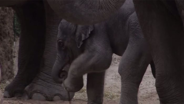 Niedlicher Tollpatsch: Elefantenbaby muss noch lernen