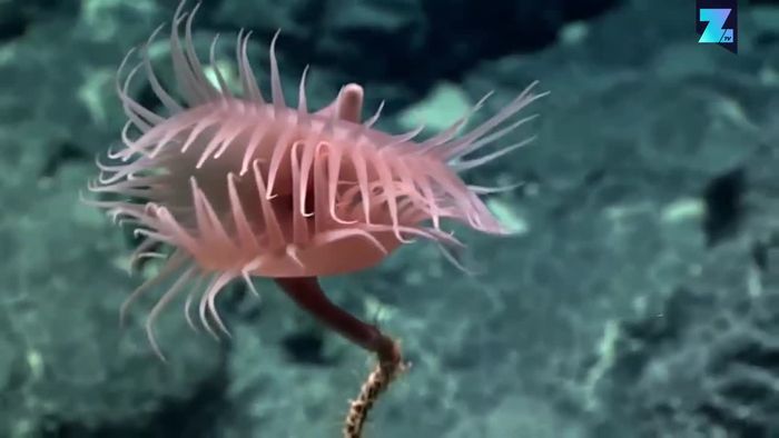 NOAA: Forscher sichten atemberaubende Tiefsee-Kreaturen