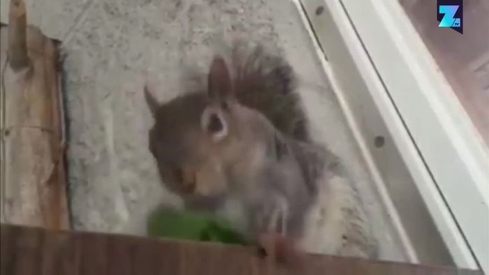 Süß: Grauhörnchen 'Squeaky' mümmelt Gemüse