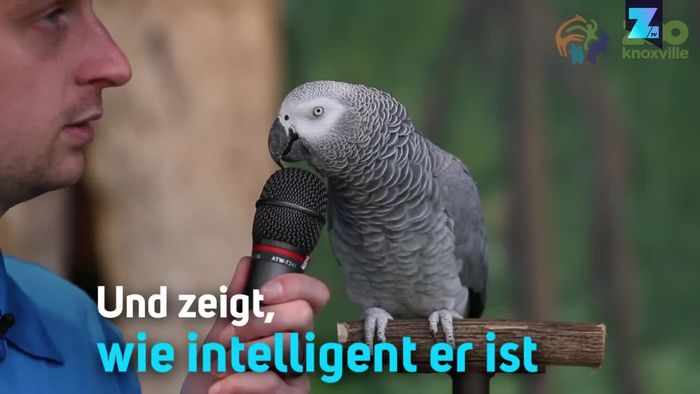 Zum 30. Geburtstag: Papagei gibt exklusives Interview