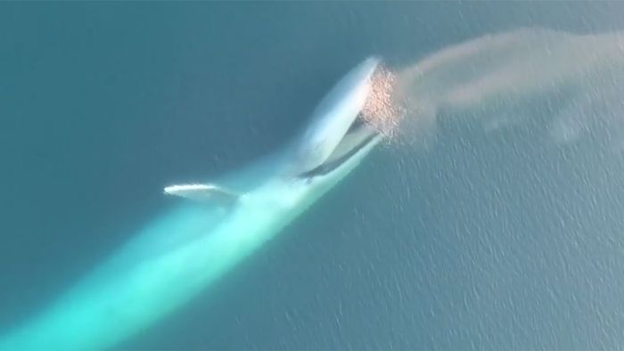 Atemberaubendes Drohnenvideo zeigt Blauwale beim Fressen