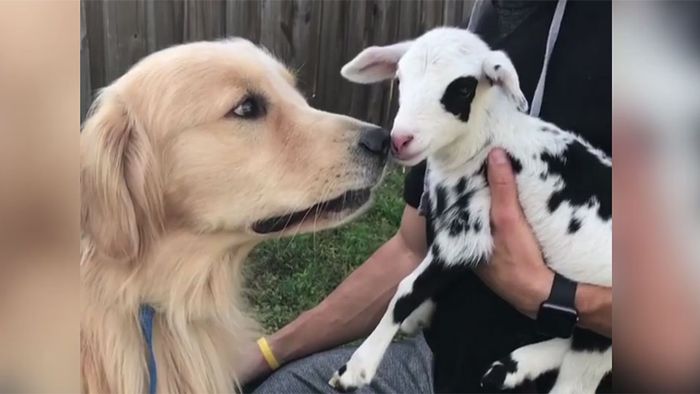 Instagram-Star! Ist das der netteste Hund der Welt?