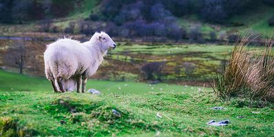 Schafskalte 2017 Wetter Datum Bauernregel Wetter Com