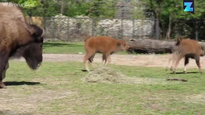Zuckersüß: Bison-Babys auf Erkundungstour