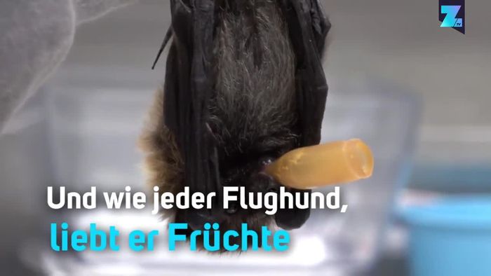 Kopfuber Flughund Baby Wird Mit Apfelmus Gefuttert Wetter Com