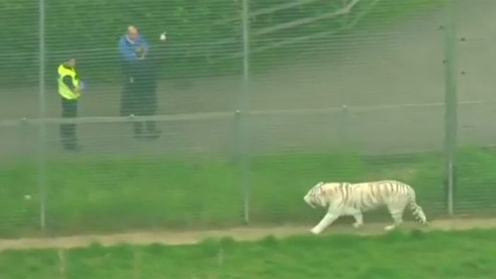 Weißer Tiger tötet Tierpflegerin - Zoo geräumt