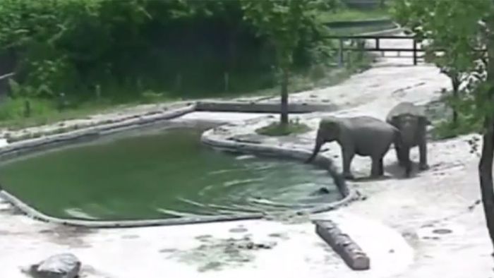 Tumult im Zoobecken: Schreckmoment für Baby-Elefanten