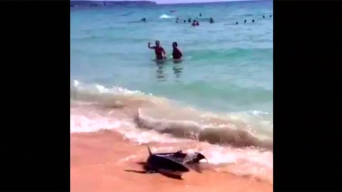 Hai-Alarm auf Mallorca - Touristen in Angst